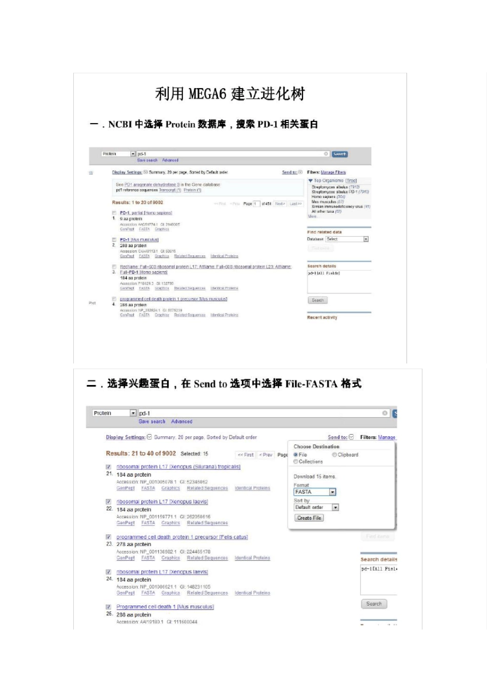 MEGA6建立进化树_第1页