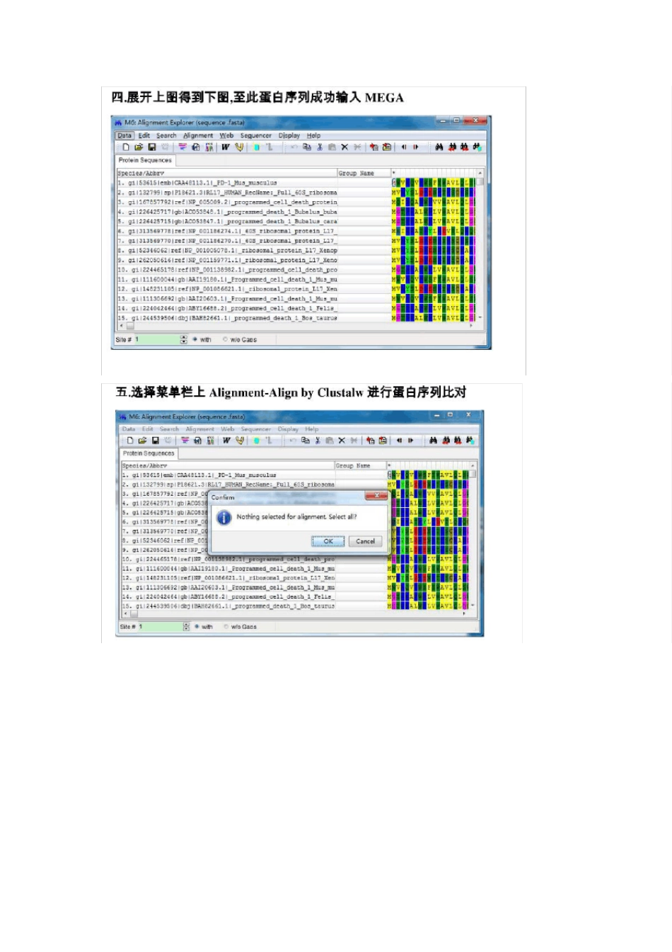 MEGA6建立进化树_第3页