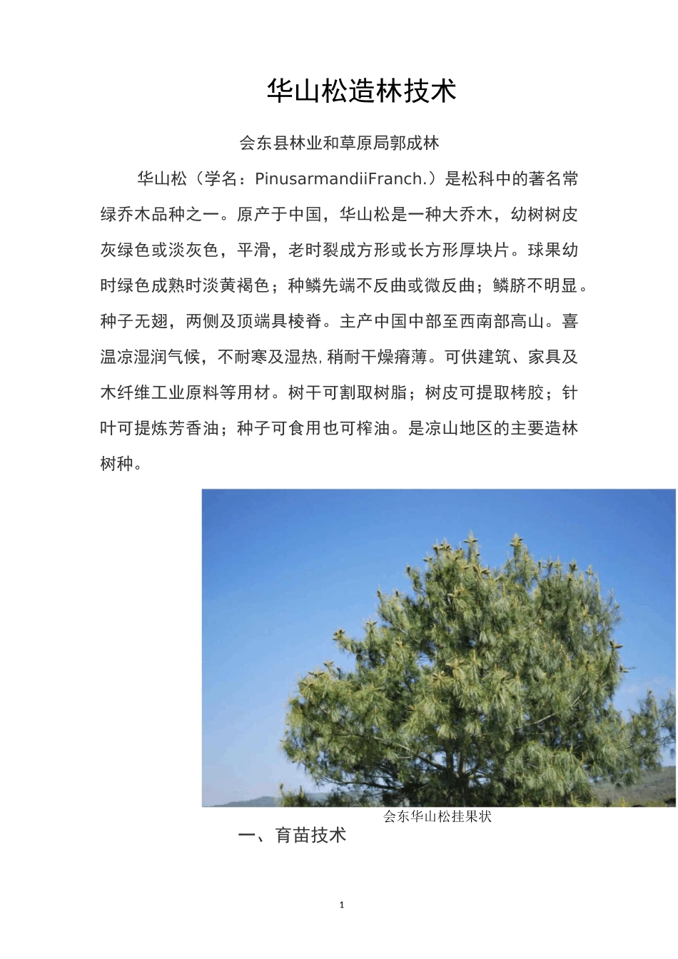 华山松造林技术_第1页
