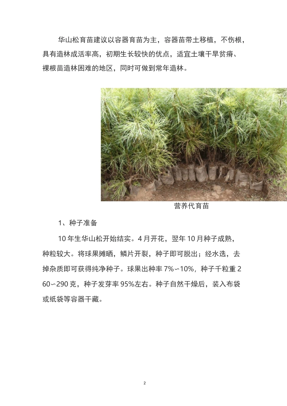 华山松造林技术_第2页