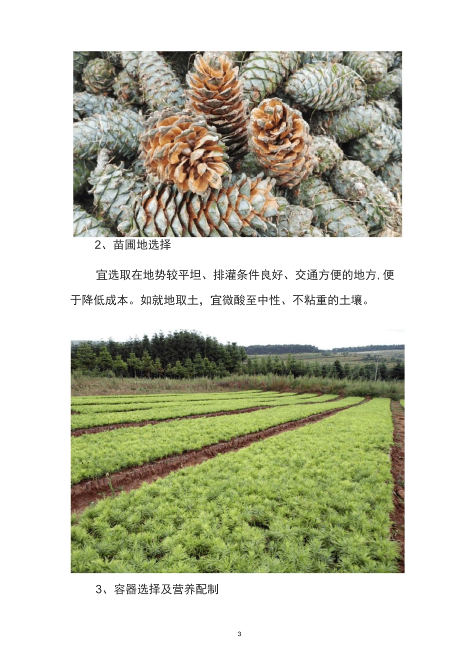 华山松造林技术_第3页