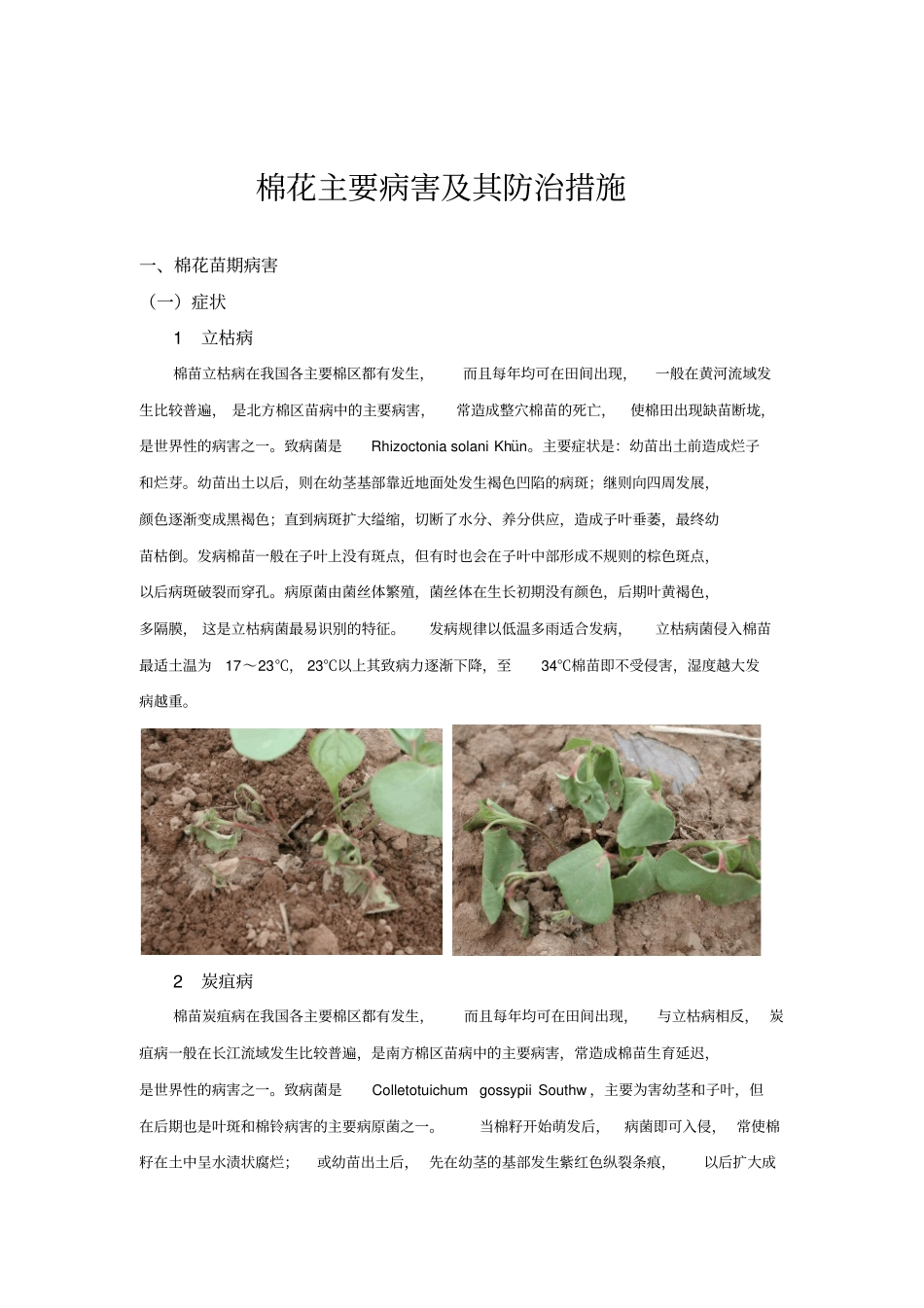 棉花主要病害及其防治措施_第1页