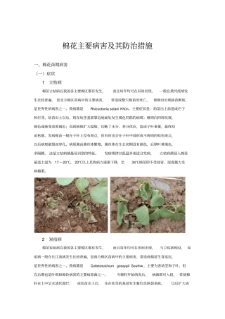 棉花主要病害及其防治措施
