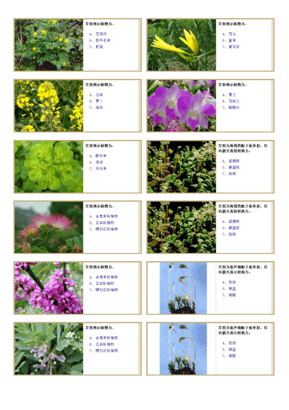 植物学试验及答案_第2页
