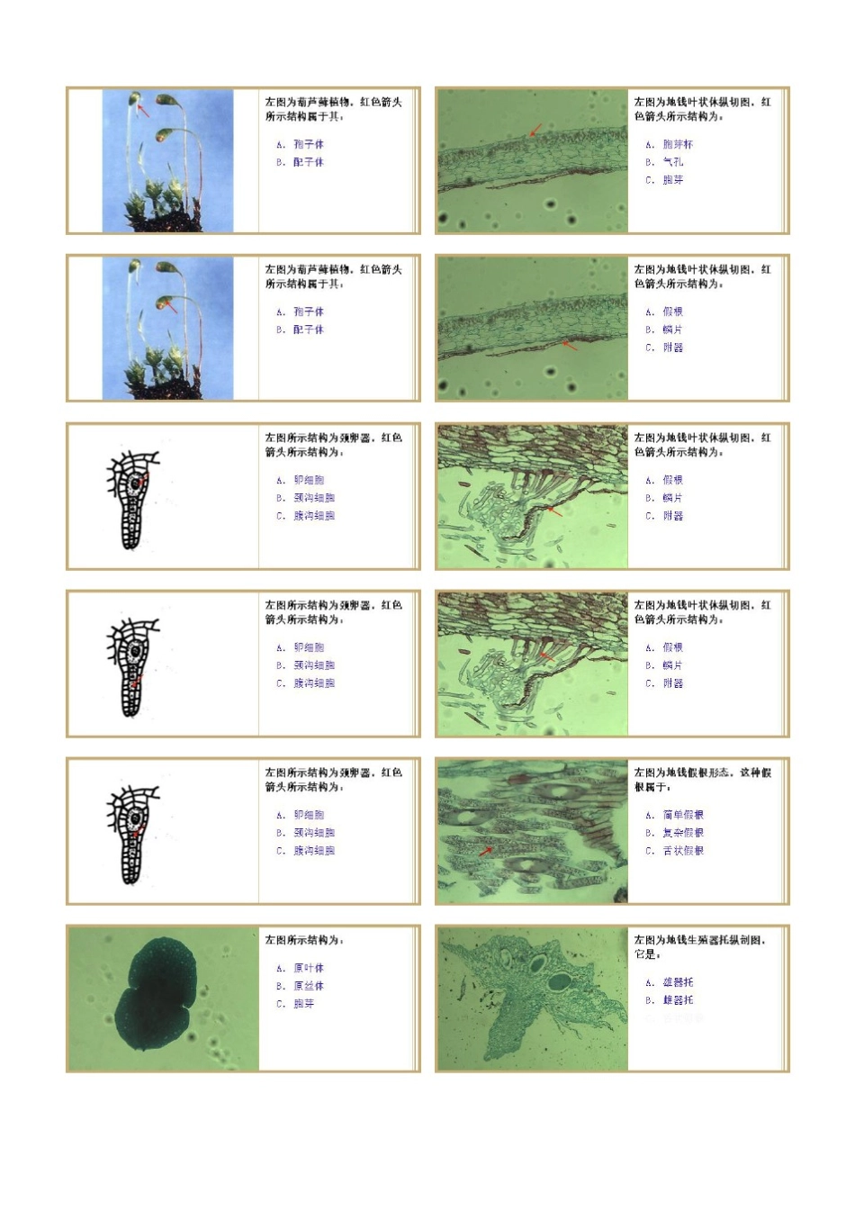 植物学试验及答案_第3页