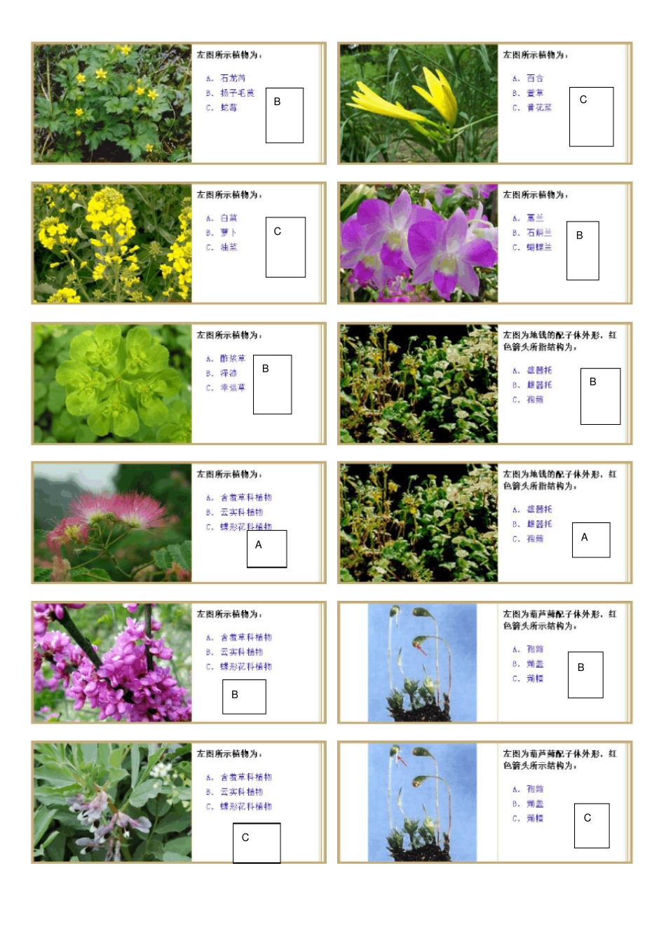 植物学试验题库_第2页