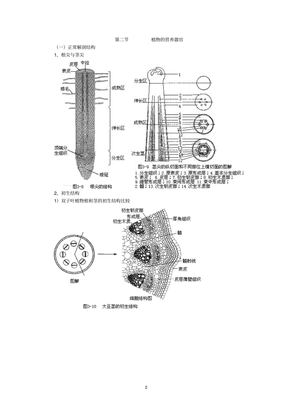 植物生物学汇总_第2页
