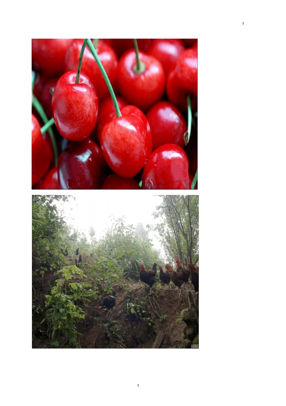 樱桃植栽及套养生态草鸡专业合作社可行性研究报告_第2页