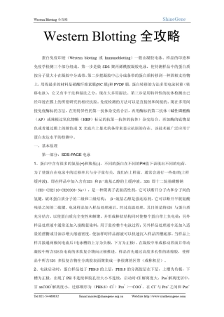 westernblot全攻略