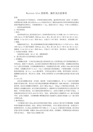 Westernblot的原理、操作及注意事项