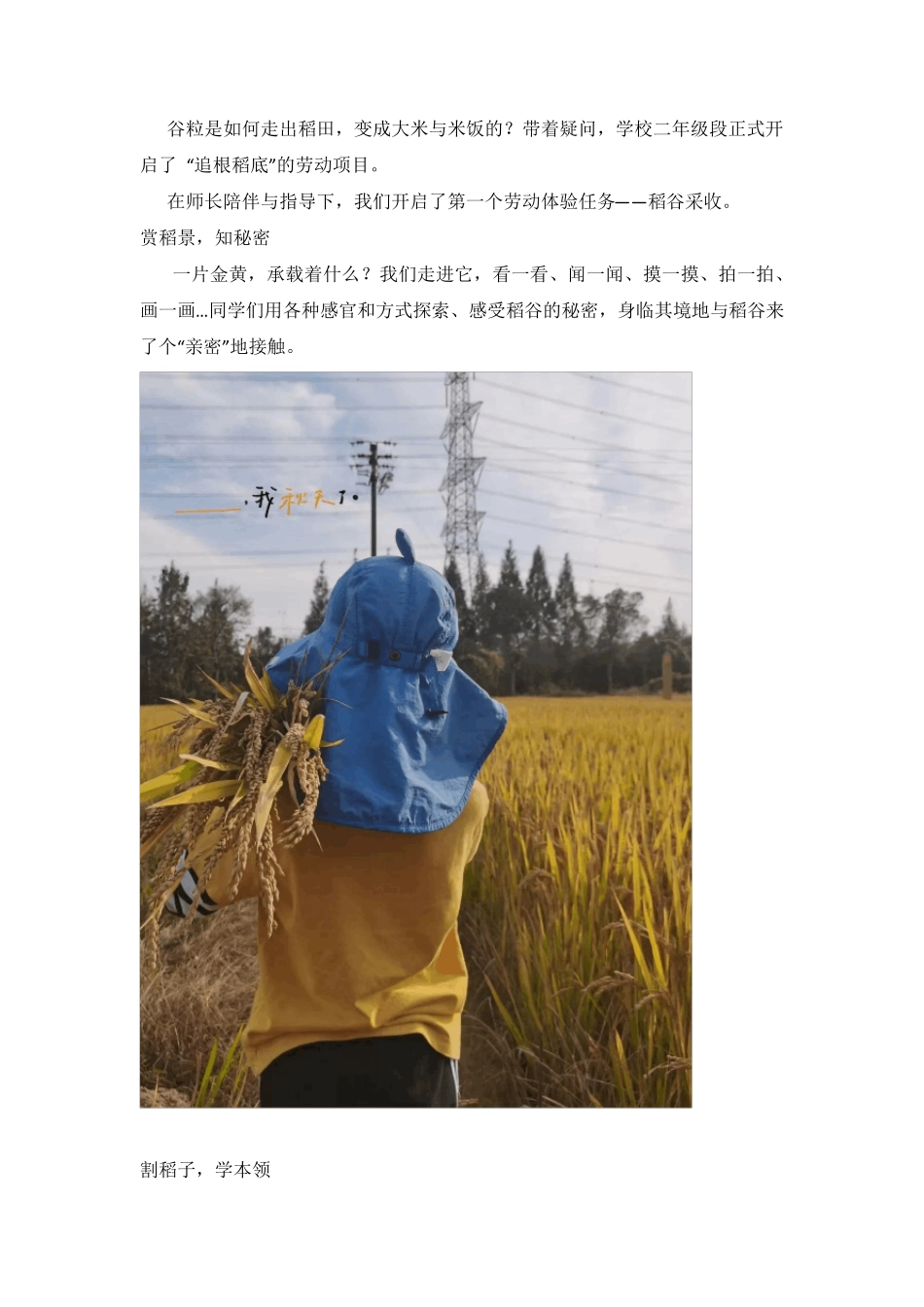 [劳动教育项目案例一等奖]“追根稻底”——小学劳动项目实践活动方案_第3页