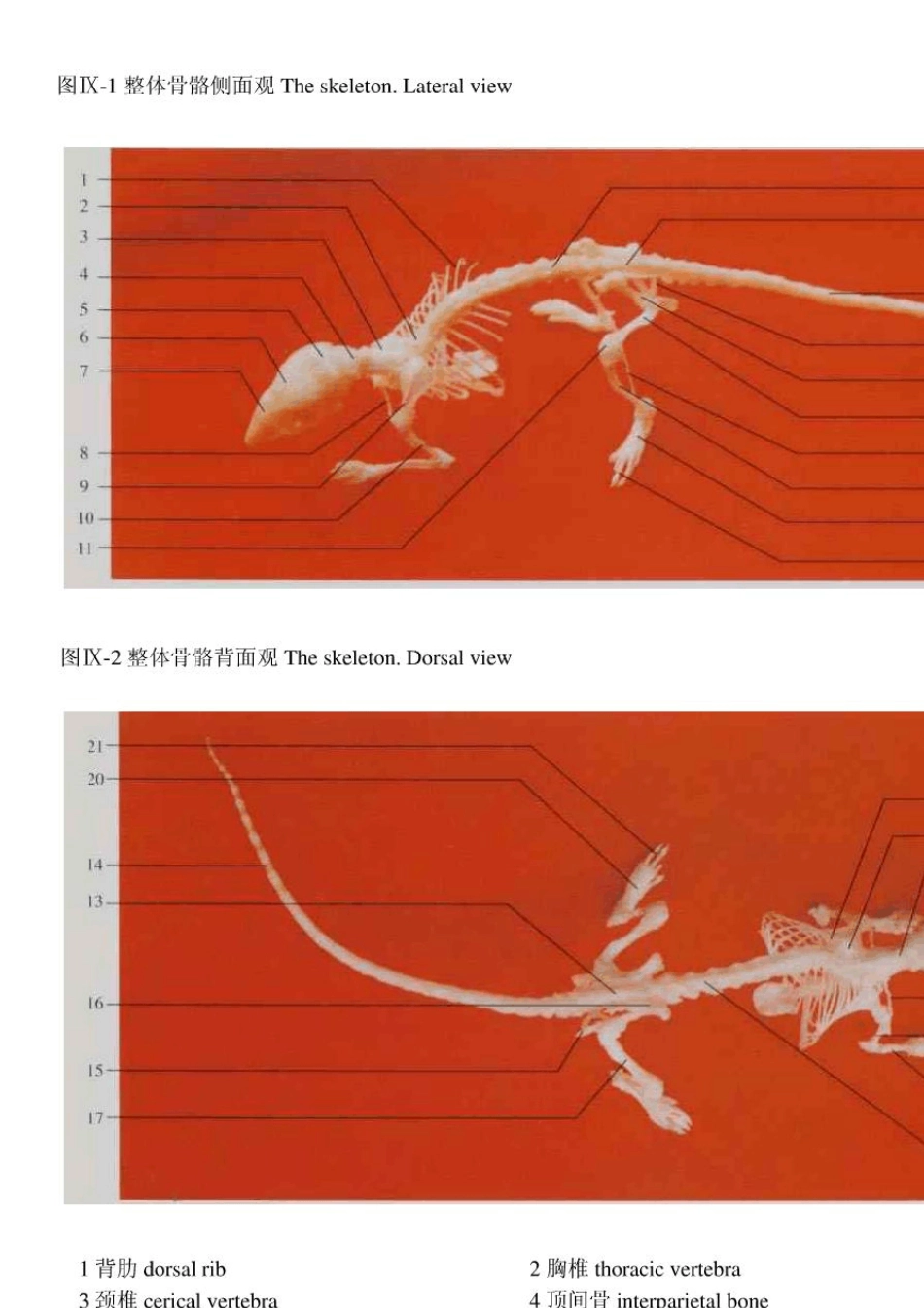 [超清]小鼠的解剖图谱_第2页