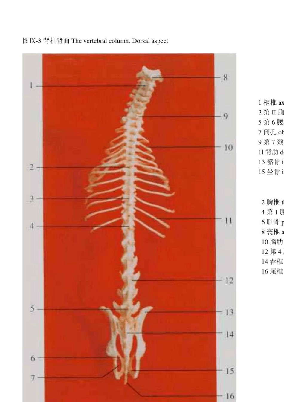 [超清]小鼠的解剖图谱_第3页