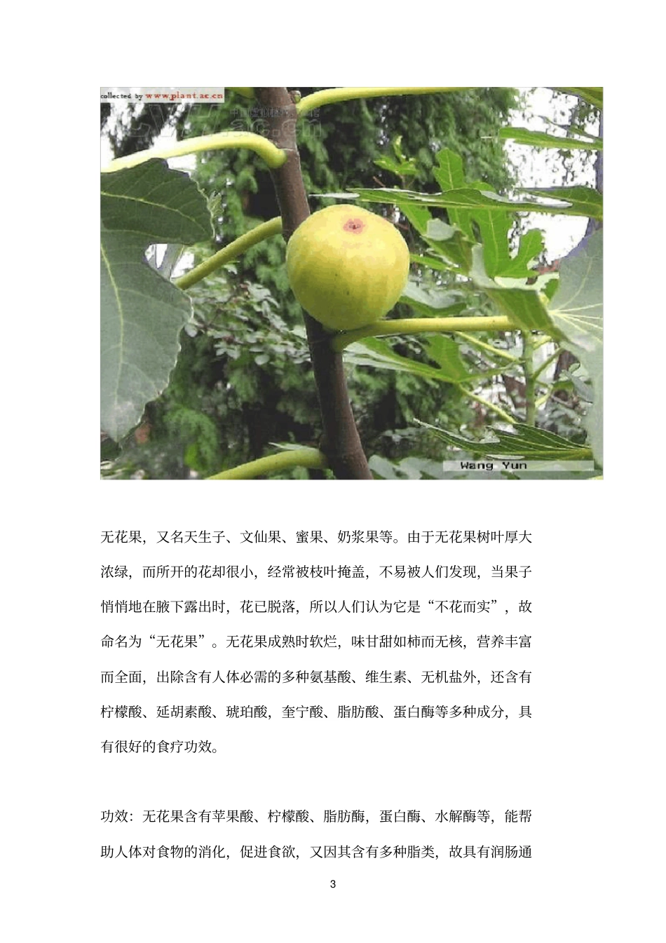 水果常识大全43414_第3页