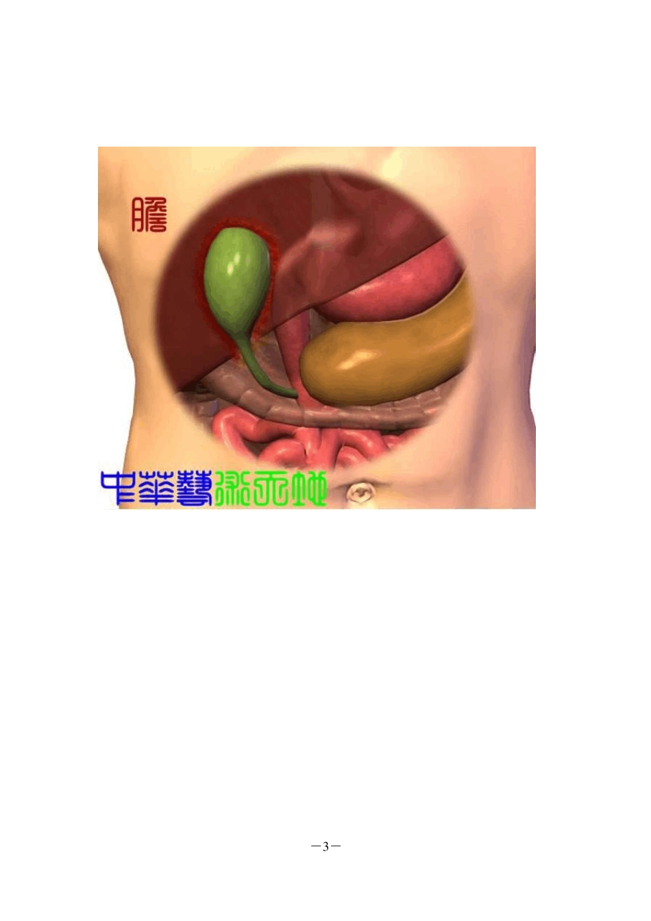《人体内脏结构图》经典收藏_第3页