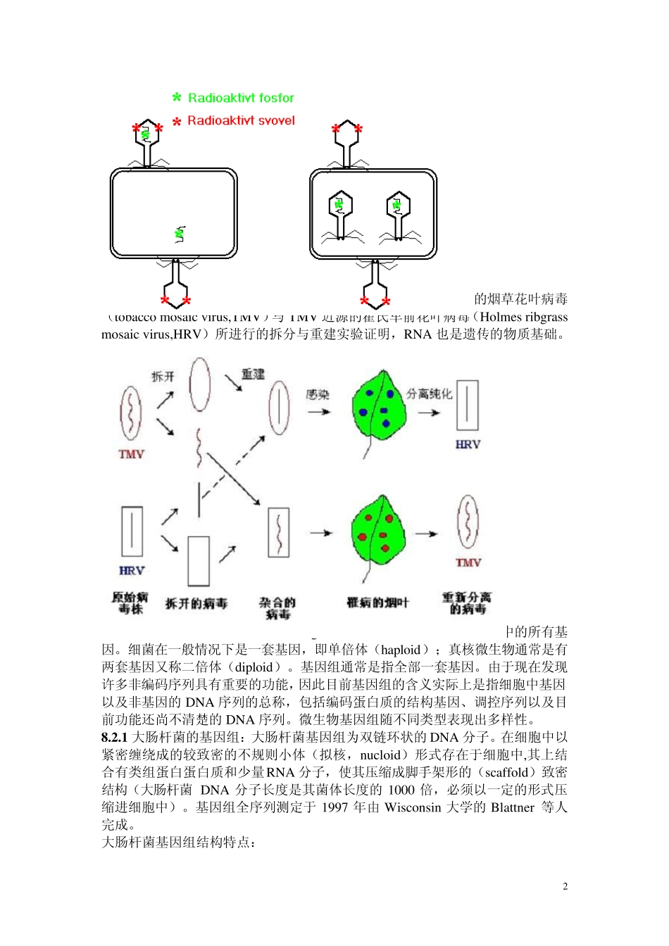 《微生物学》主要知识点08第八章微生物的遗传_第2页
