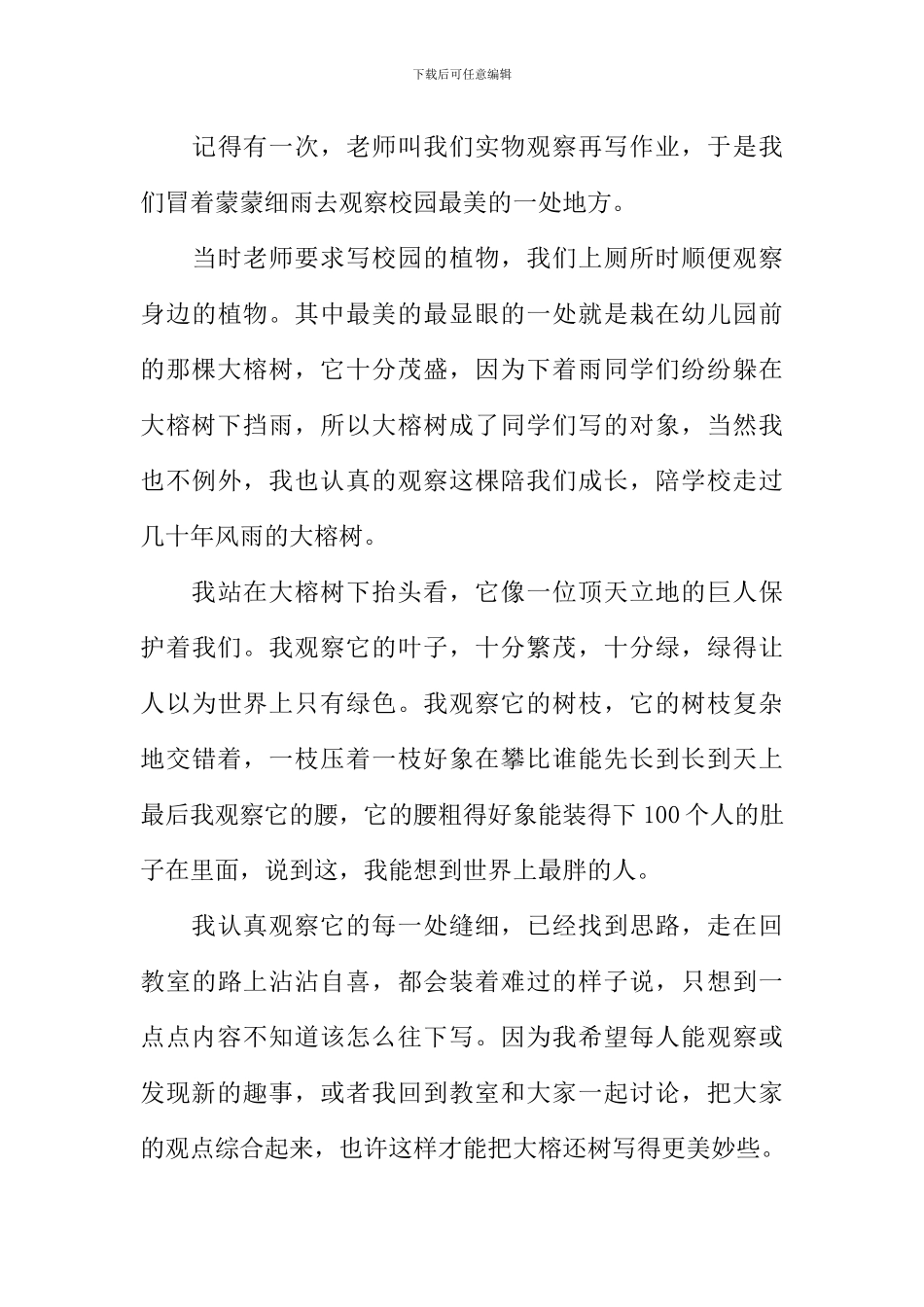 学校的大榕树作文_第3页