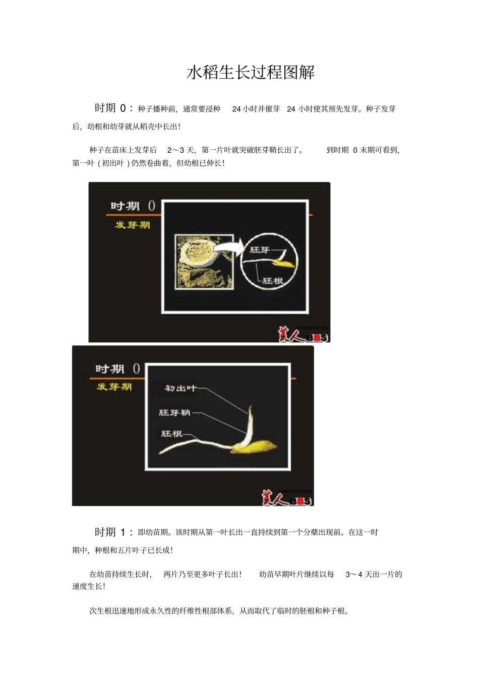 水稻生长过程图解_第1页