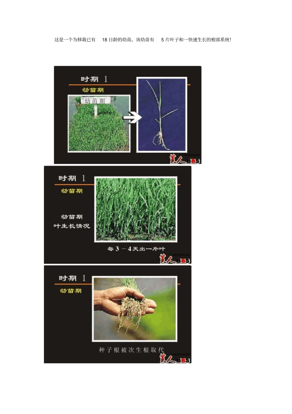 水稻生长过程图解_第2页