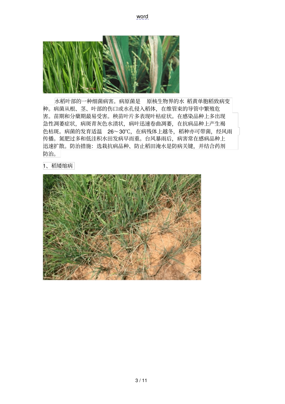 水稻病虫害种类及图片_第3页
