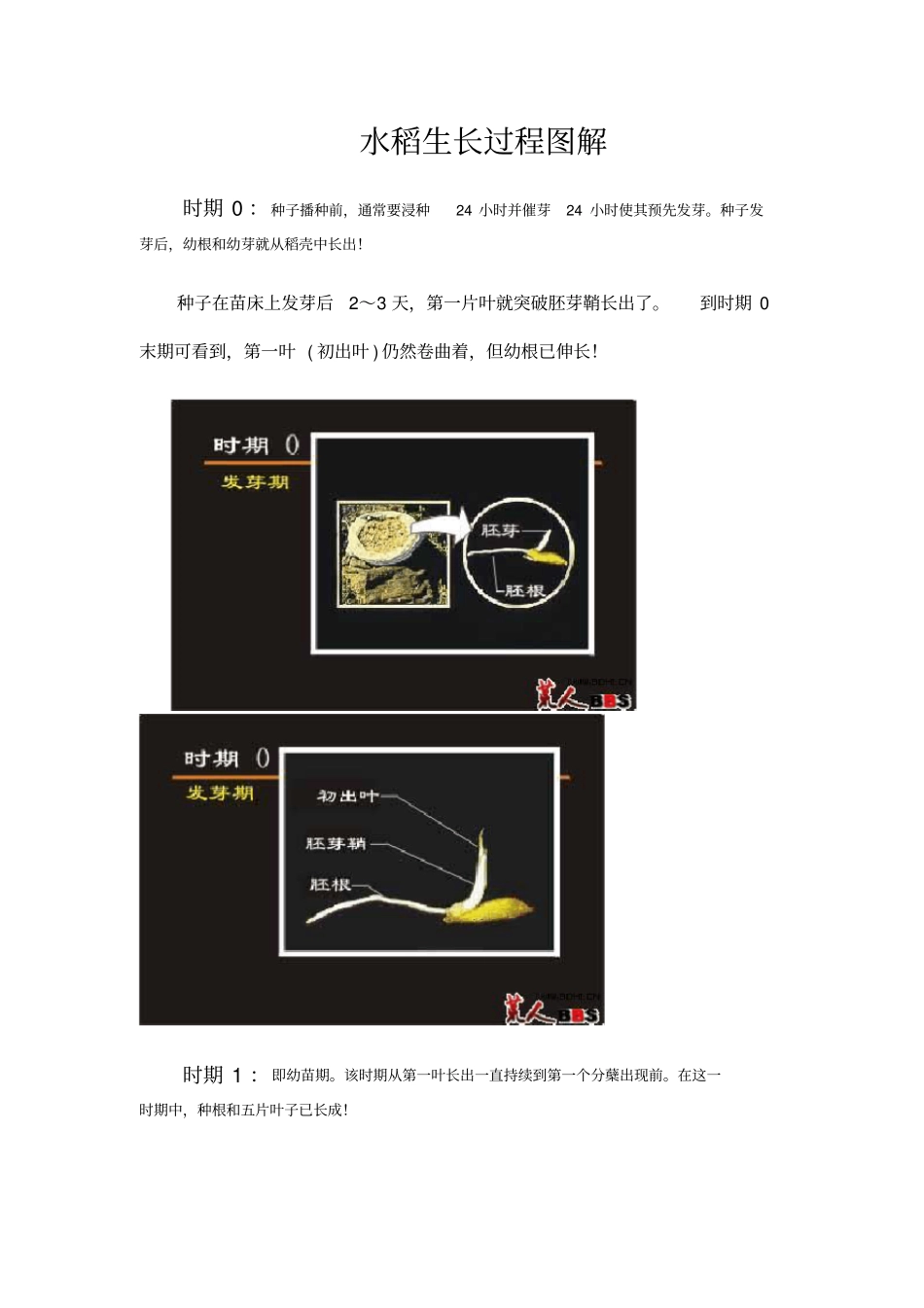 水稻生长过程图解复习课程_第2页