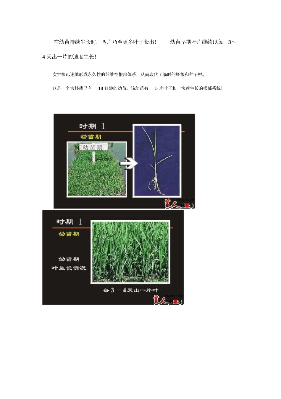 水稻生长过程图解复习课程_第3页