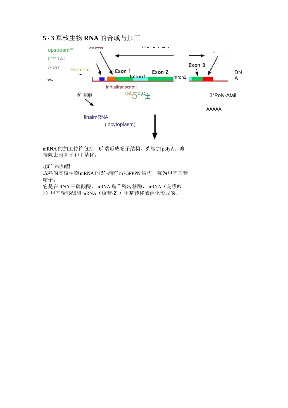 真核生物mRNA加帽_第1页
