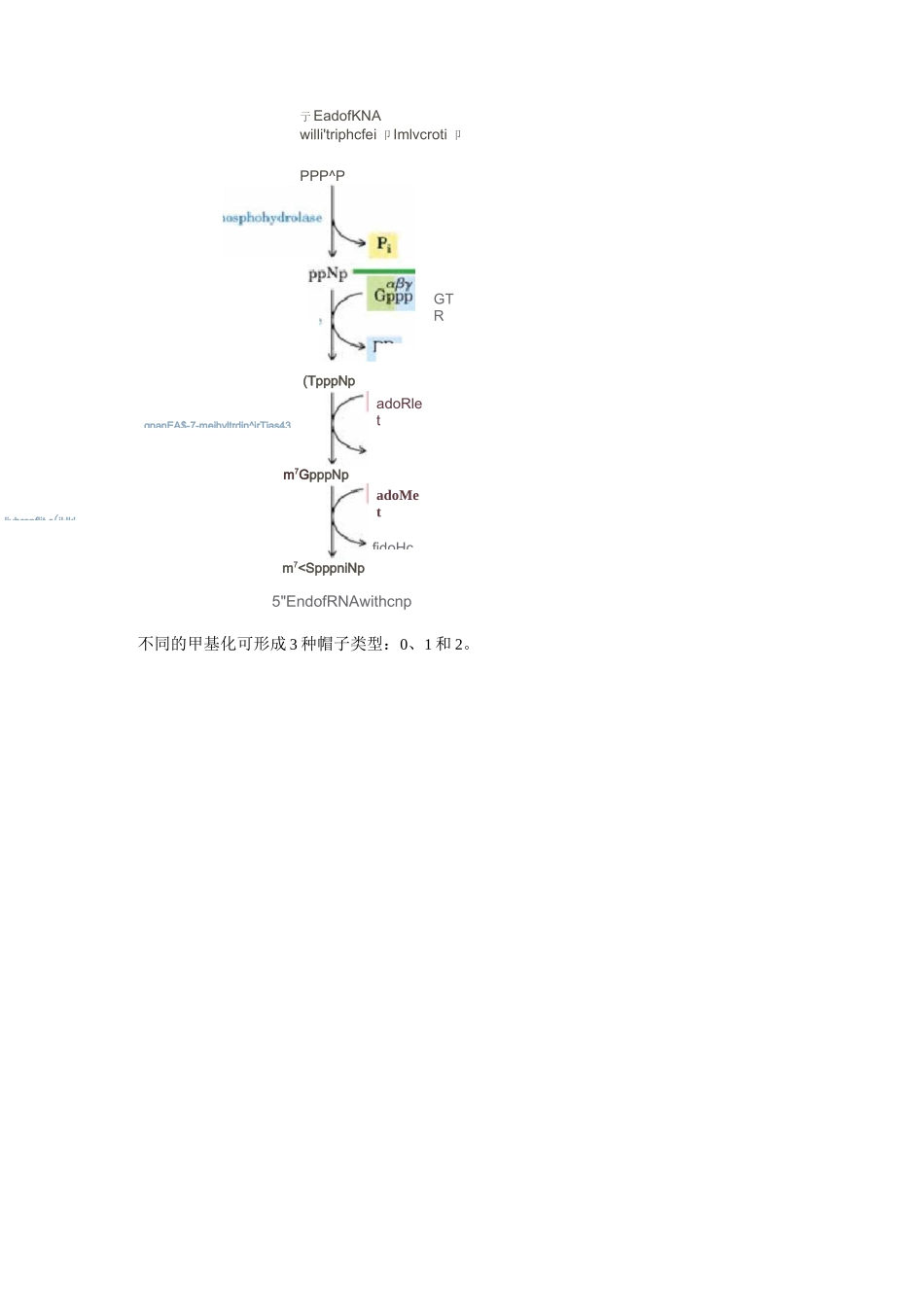 真核生物mRNA加帽_第2页