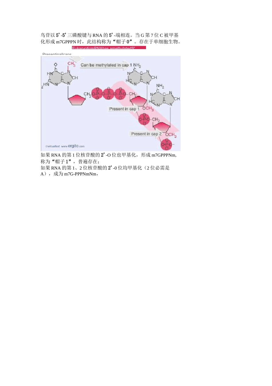 真核生物mRNA加帽_第3页