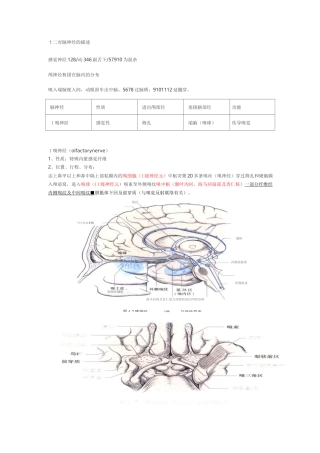 十二对脑神经-整理版