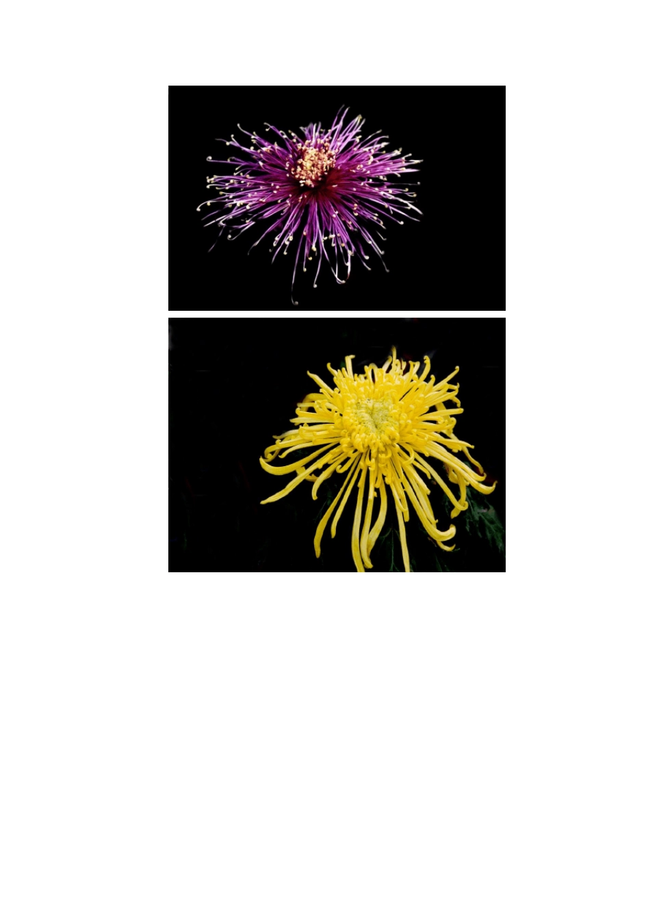 中班科学课《美丽的菊花》教案_第3页
