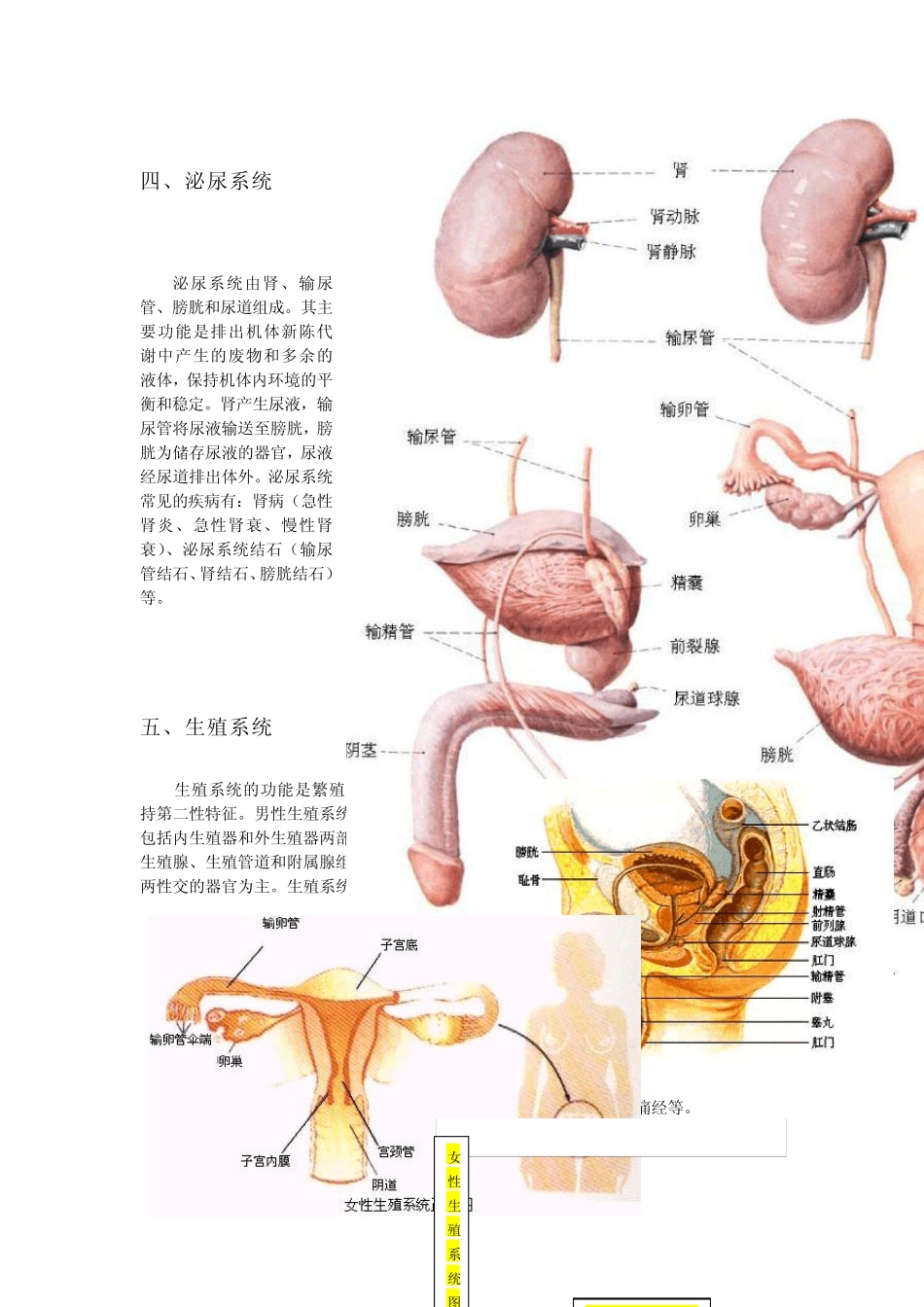 人体九大系统_第3页