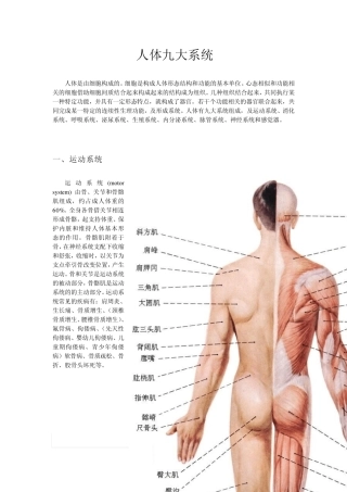 人体九大系统
