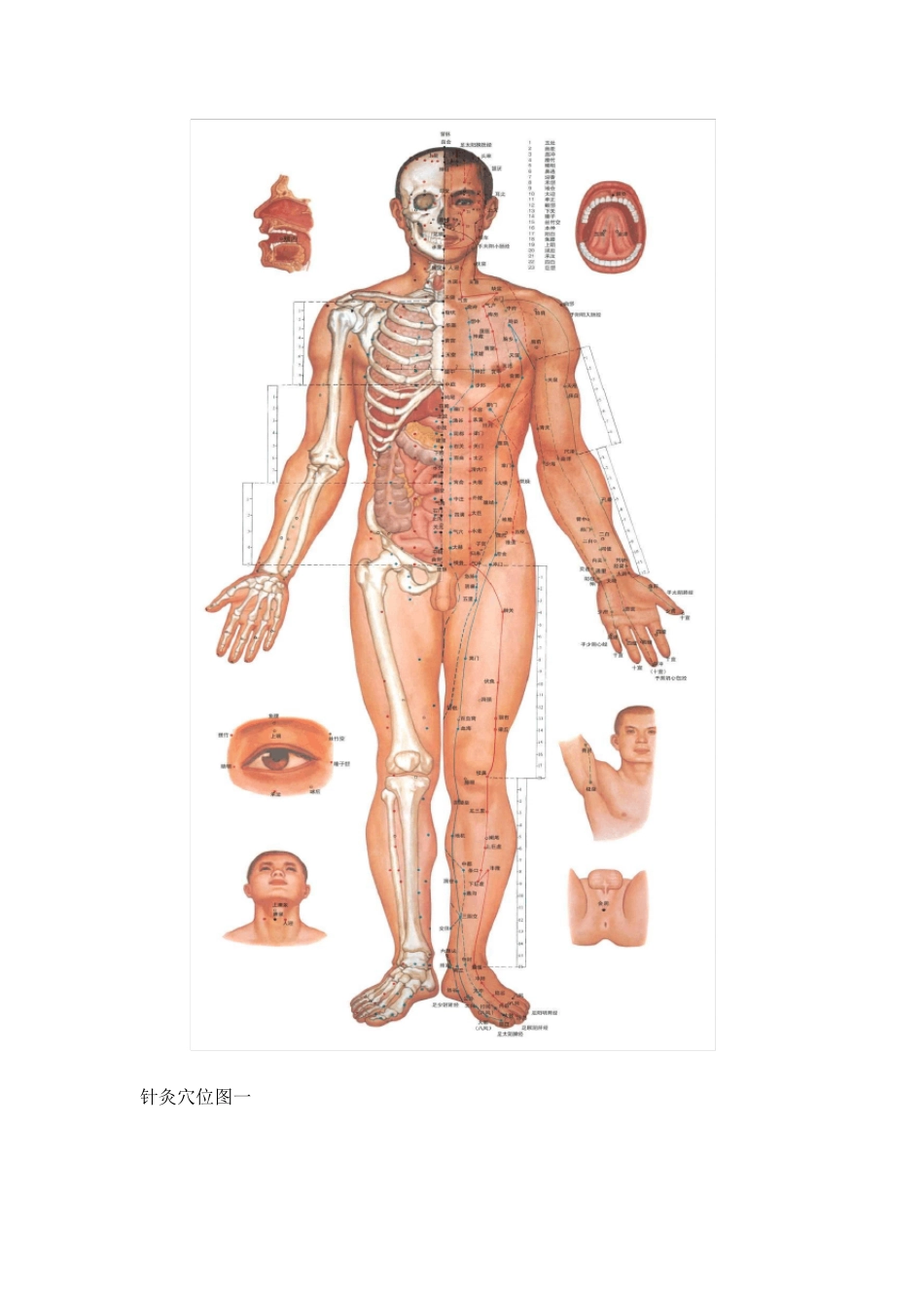 人体全身经络穴位彩图_第2页