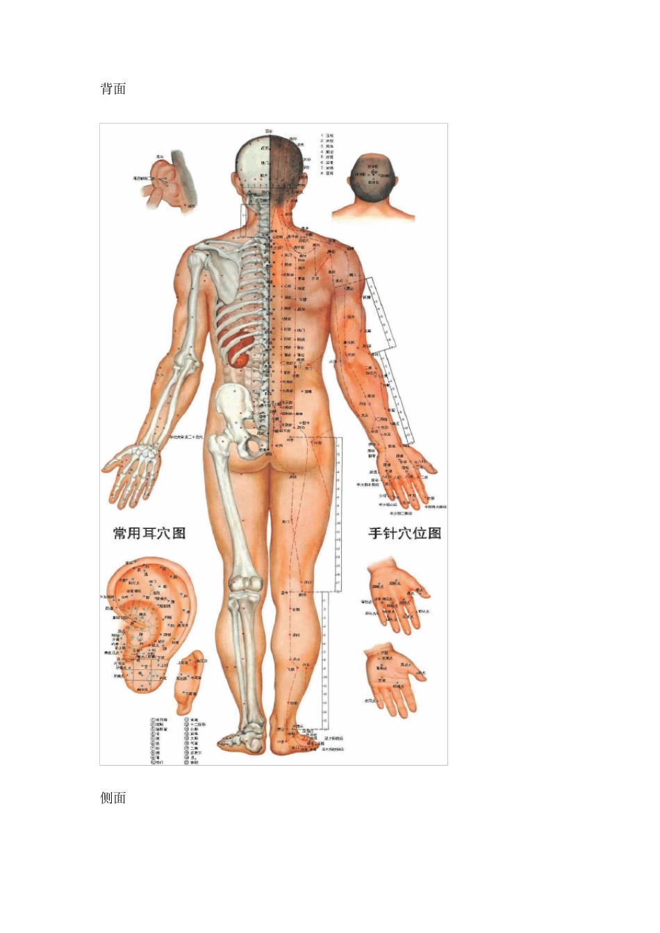 人体全身经络穴位彩图_第3页