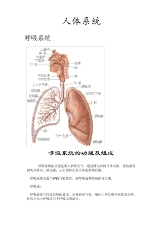 人体八大系统大全