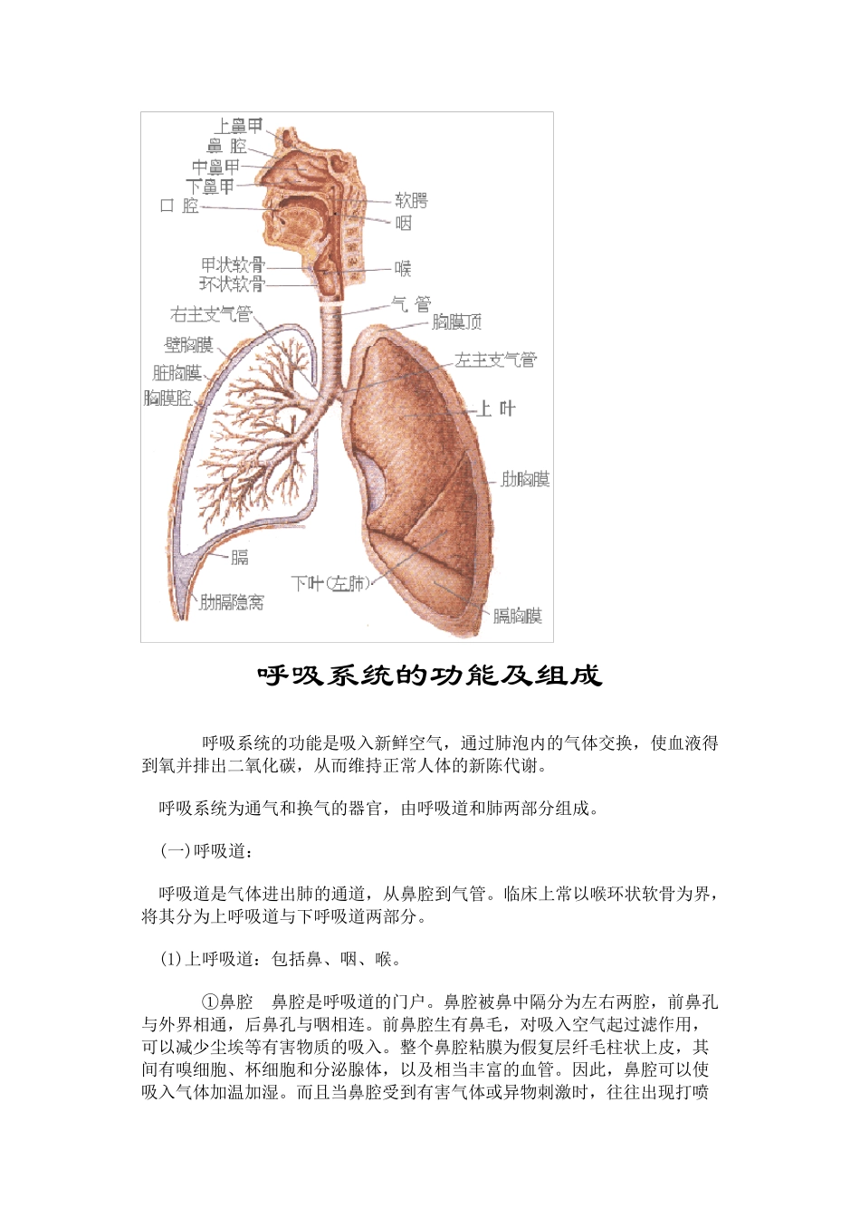 人体八大系统详解_第2页