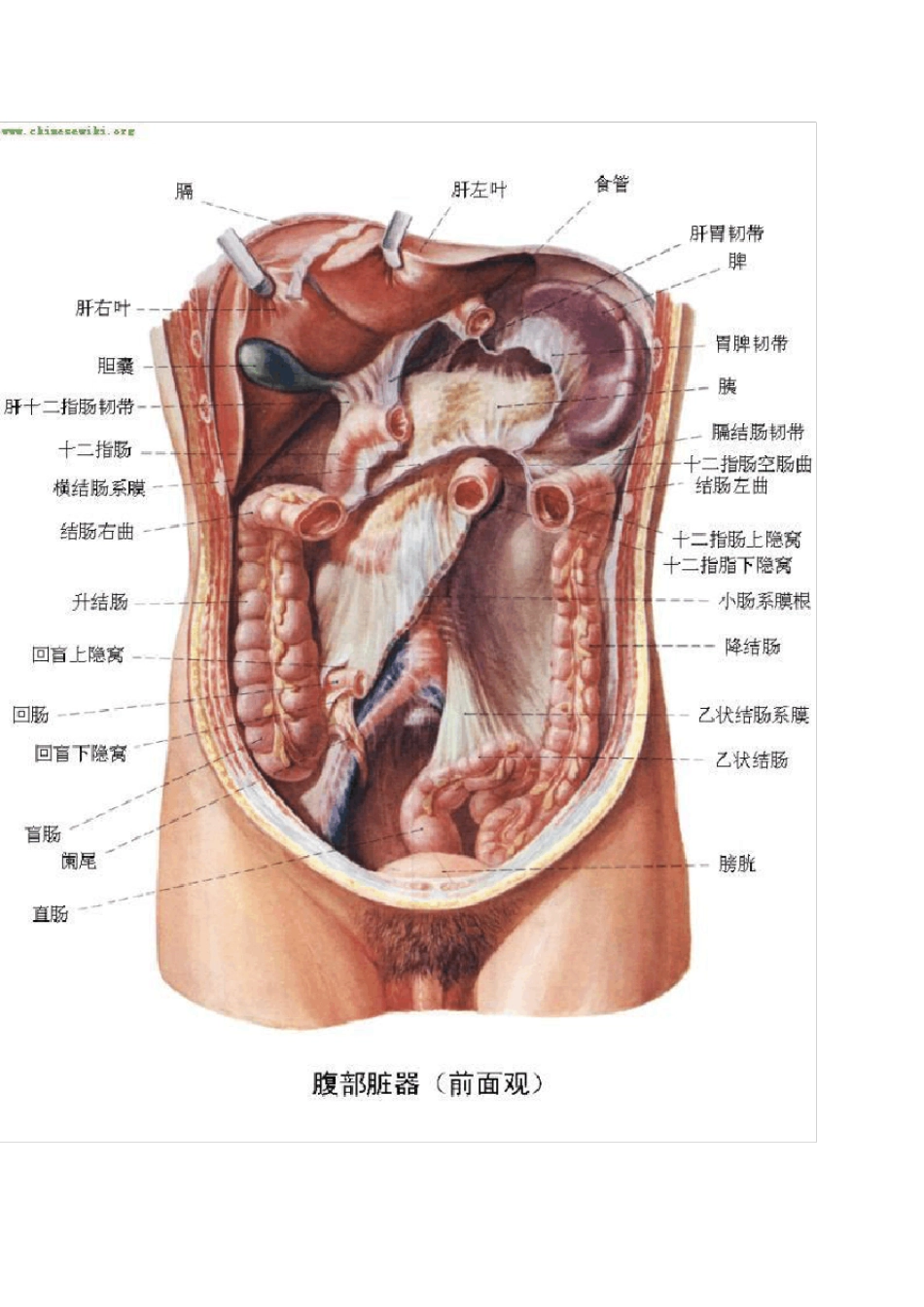 人体内脏位置构造图_第2页