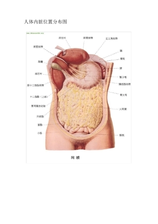 人体内脏位置构造图