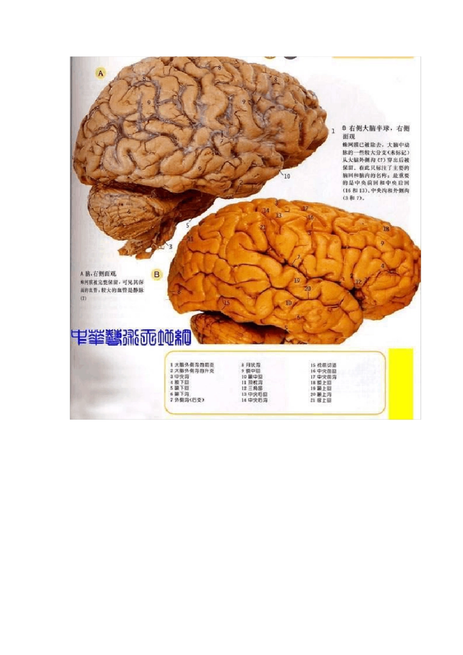 人体内脏分布图_第3页