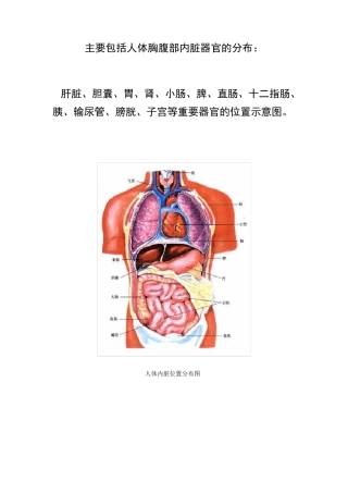 人体内脏分布图