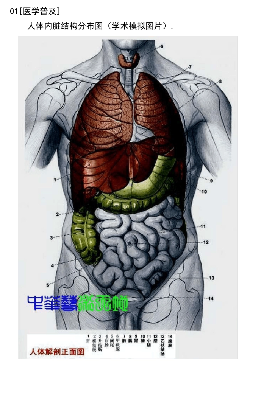 人体内脏最全解剖结构图_第1页
