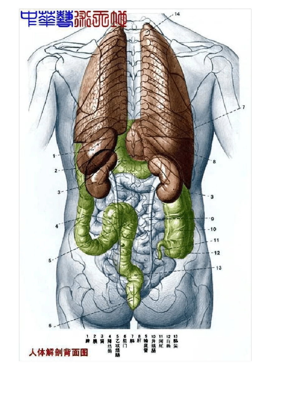 人体内脏最全解剖结构图_第3页