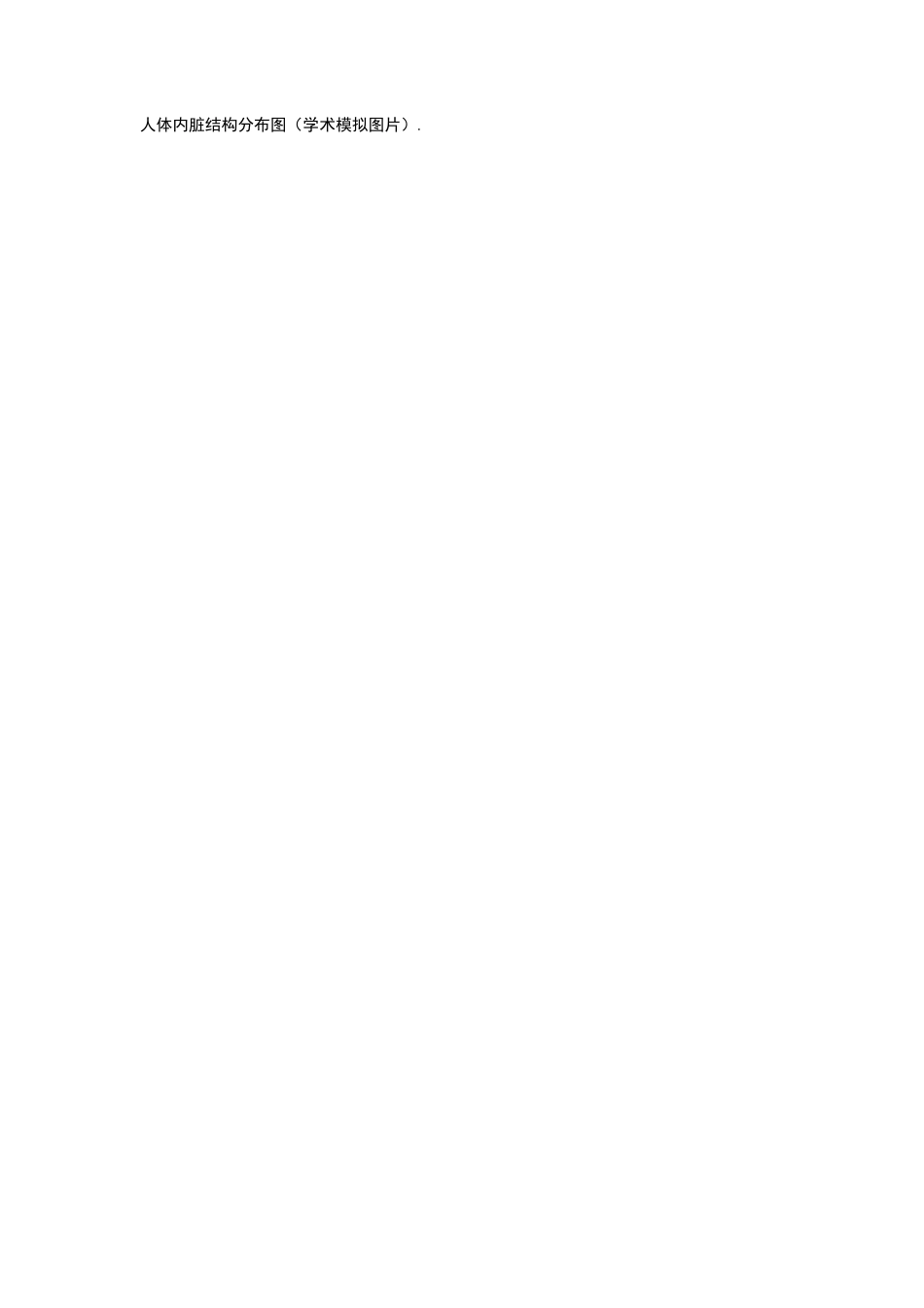 人体内脏结构分布图_第1页
