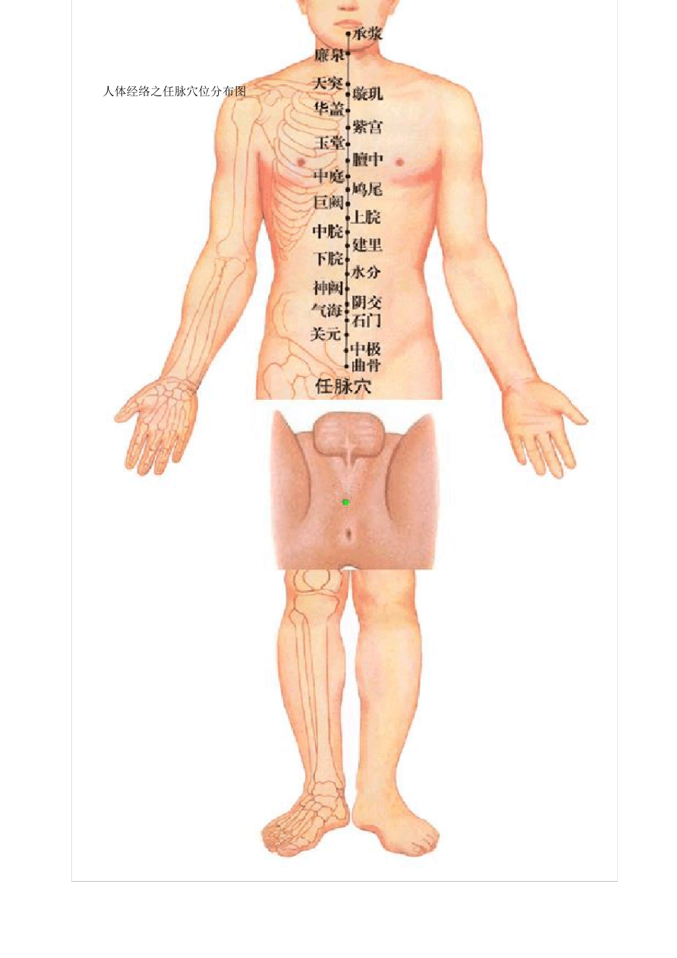 人体十四经络穴位分布图_第1页