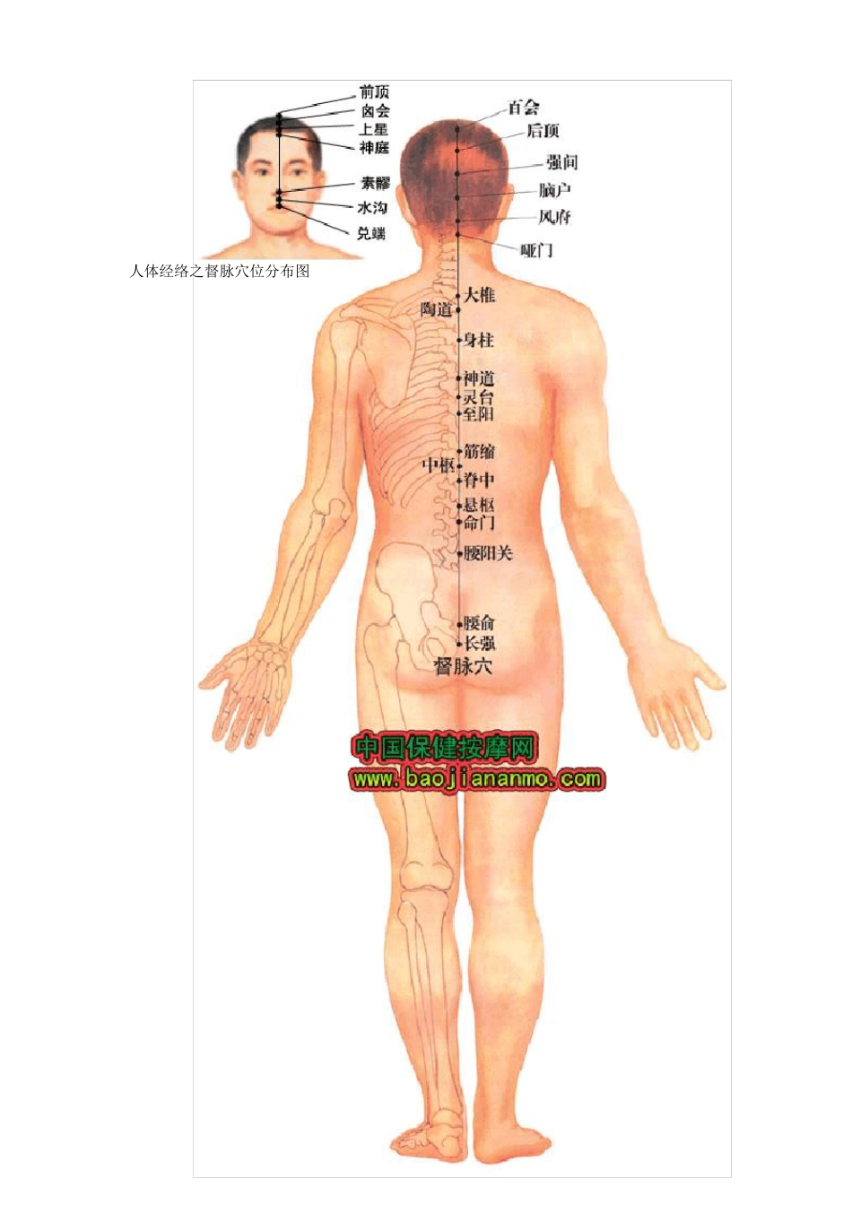 人体十四经络穴位分布图_第2页