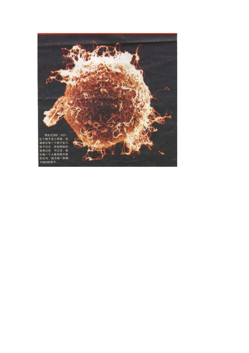 人体受精卵发育为婴儿这个过程_第2页