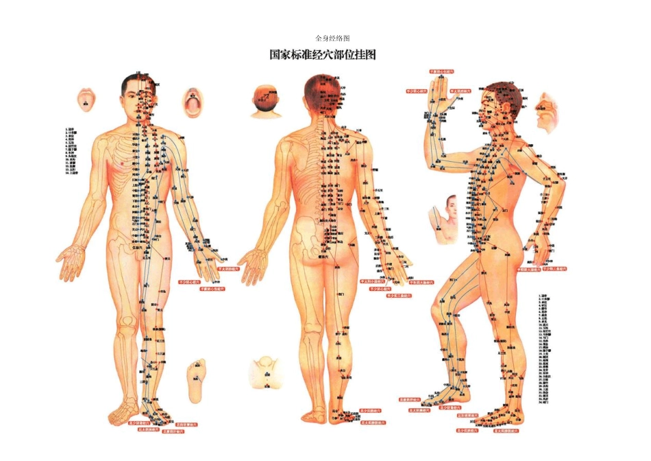 人体各反射区详图集中_第1页