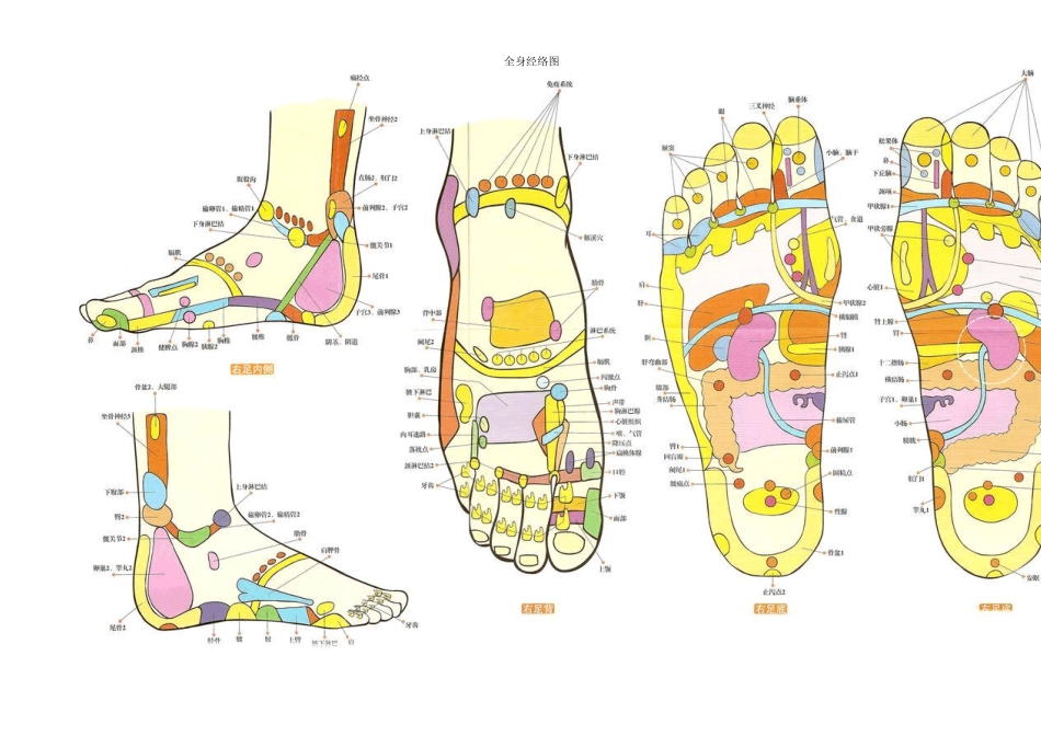 人体各反射区详图集中_第2页