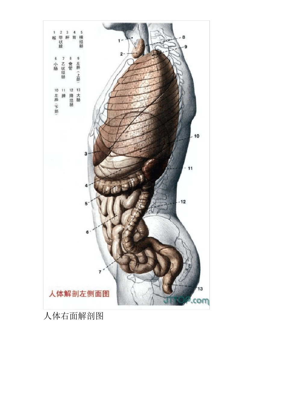 人体各个器官解剖图_第3页